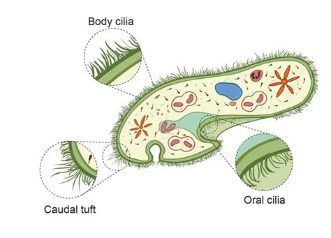 The Structure Of Paramecium Cell 2022