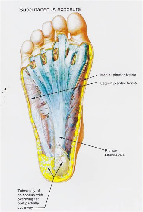 Foot Anatomy Plantar Fascia