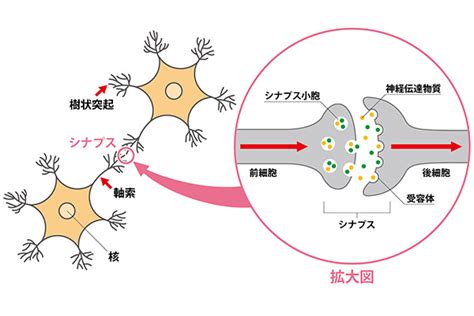 立ち止まるな──災厄は、想像を超える。原作:アネコユサギ (mfブックス『盾の勇者の成り上がり』／kadokawa刊)、原作イラスト：弥南 せいら、アニメーション制作：キネマシトラス、岩谷 尚文：石川 界人、ラフタリア：瀬戸 麻沙美. 眠気のメカニズム――「現代神経科学最大のブラックボックス ...