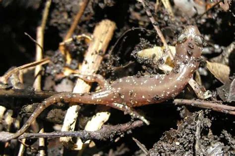 9 Types Of Salamanders In California Pictures The Critter Hideout