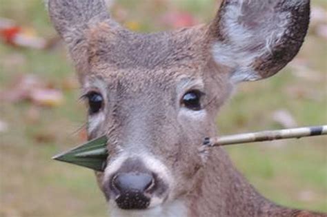 Deer With Arrow In Head Eludes Rescue In New Jersey