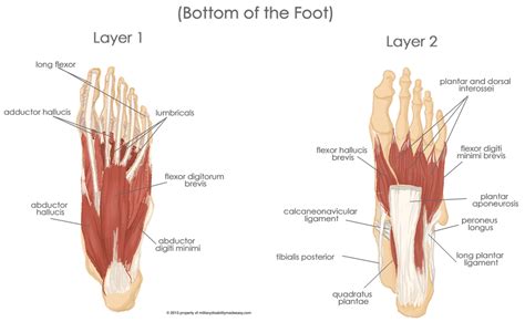 The Core Muscles Of The Foot