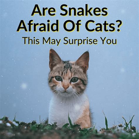 Are Snakes Afraid Of Cats This May Surprise You