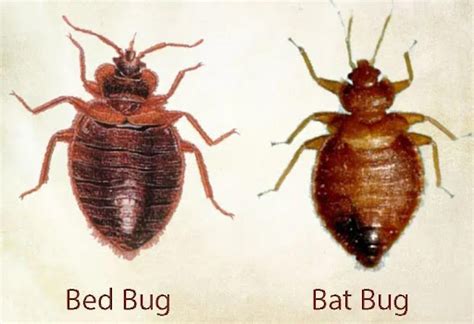 Bed Bugs Vs Bat Bugs The Ultimate Comparison