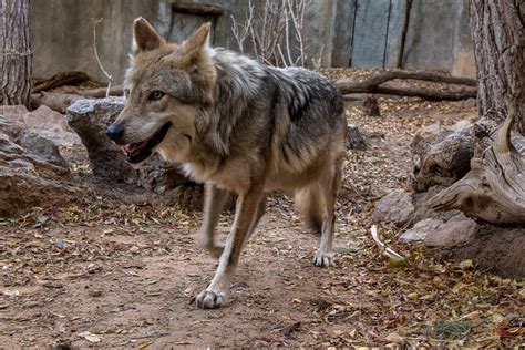 This Mexican Wolf At The El Paso Zoo In Texas Is Part Of The Captive