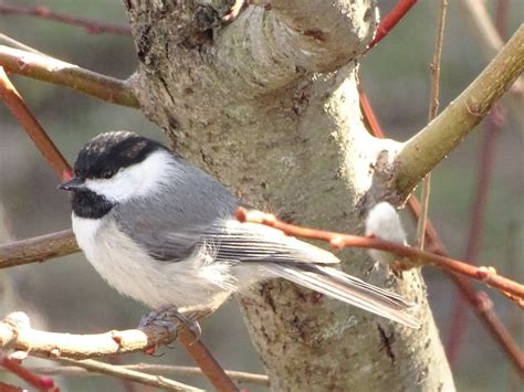 Nuthatch Vs Chickadee How To Tell The Difference Birds And Blooms