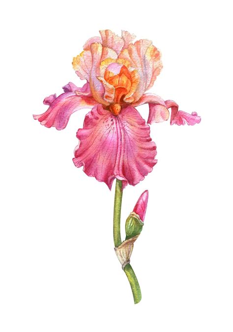 Premium Photo Pretty Watercolor Candy Pink Iris With Bud Botanical