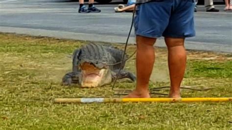 9 Foot Alligator Wrangled From Schools Campus Cnn Video