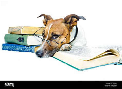 Dog Reading Book Stock Photo Alamy
