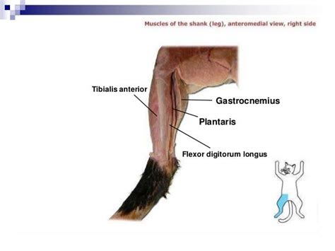 Cat dissection lab_labeled_images