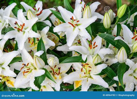 Easter Lilies Close Up Stock Photo Image Of Holiday 48964782