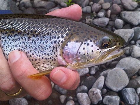 Cutthroat Trout On Wilson River About 50 Miles From Portland Oregon In