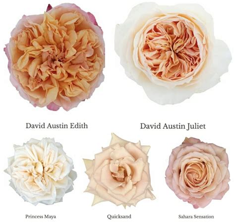 Varieties Of Peach Garden Roses Garden Roses Direct