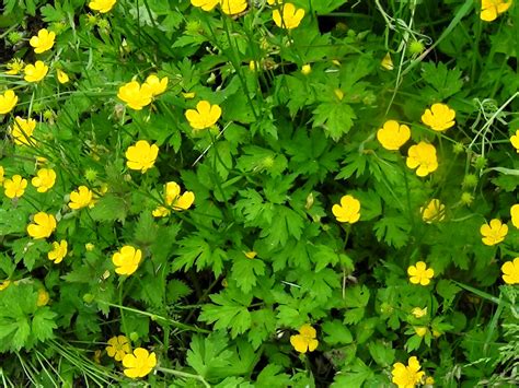 Are Buttercups Poisonous Vlrengbr