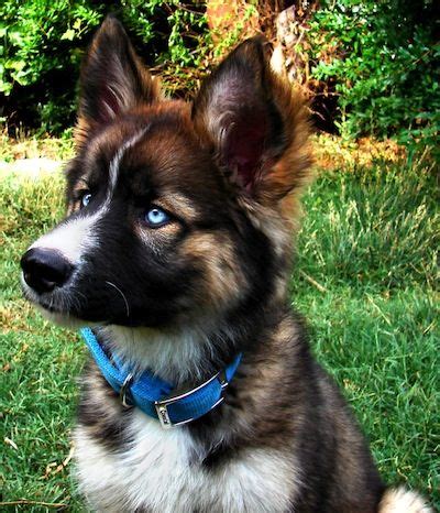 When you do it right, you make your pooch happy and that becomes the reason behind your happiness. Duskies, Chuskies, Pomskies: 12 Crazy Husky Mixes