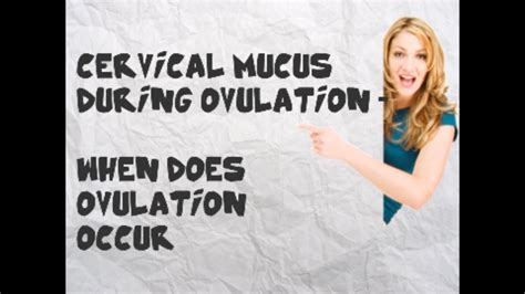 Fertile Cervical Mucus During Ovulation When Does Ovulation Occur