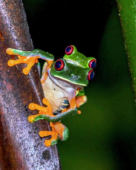 Red Eyed Tree Frogs In Love Photograph By Lowell Monke Fine Art America