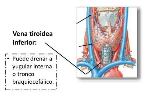 Anatomía De La Tiroides Configuración Interna