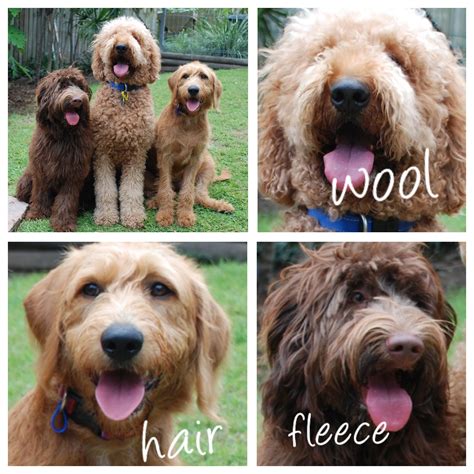 Check spelling or type a new query. breeders of Labradoodles, Qld Australia | Labradoodle ...