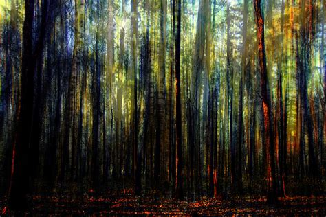 Landscape Forest Trees Tall Pine Digital Art By Mary Clanahan Fine