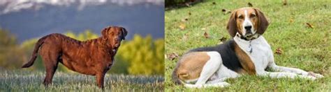 Chesapeake Bay Retriever Vs American English Coonhound Breed Comparison