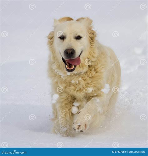 Golden Retriever Dog Running In The Snow Stock Photo Image Of