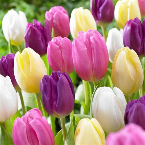 Appliances, doors and windows, kithen, paint, tools and hardware, lawn and garden. Van Zyverden Tulips Bulbs Easter Basket Mixture (Set of 15 ...