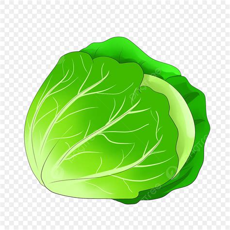 Cabbage Cartoon PNG Vector PSD And Clipart With Transparent