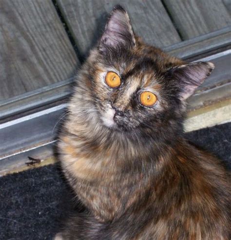 93 Best Images About Tortoiseshell Cat On Pinterest Calico Cats Cats