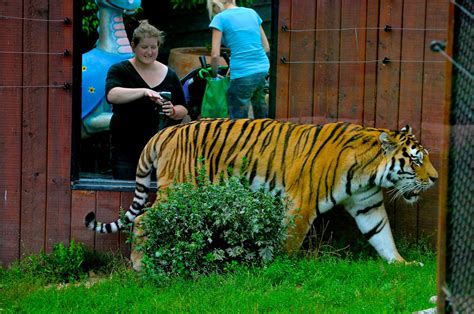Amur Tiger Colchester Zoo Essex 15 8 2010 Martin Pettitt Flickr