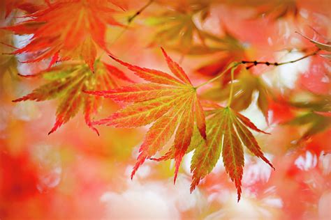 Japanese Maple Leaves Photograph By Jacky Parker Photography Fine Art