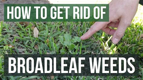 How To Get Rid Of Broadleaf Weeds Lawn Care Tips Youtube