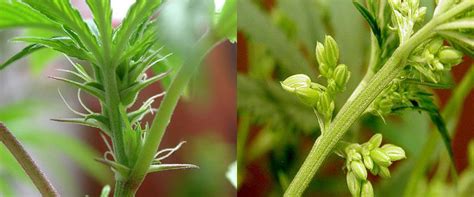 3 Types Of Hemp Seeds To Start Your Grow Ac Infinity