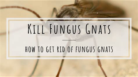 How To Kill Fungus Gnats Beneficial Nematodes Youtube