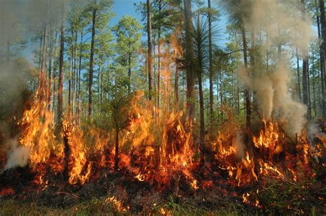 Scientists To Burn Ozark Forest To See If Fire Creates Better Places