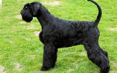 Giant Schnauzer Puppies Breed Information And Puppies For Sale