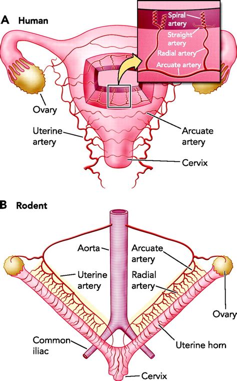 Maternal Uterine Vascular Remodeling During Pregnancy Physiology