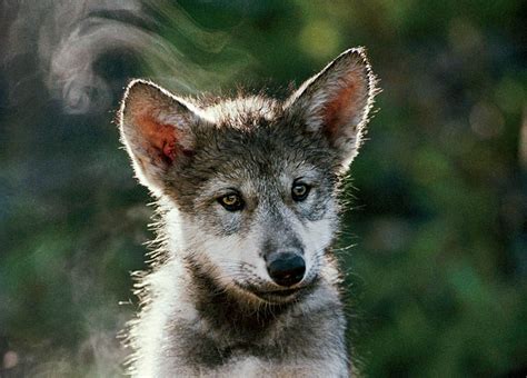Why Do Wolves Tilt Their Heads National Geographic Education Blog