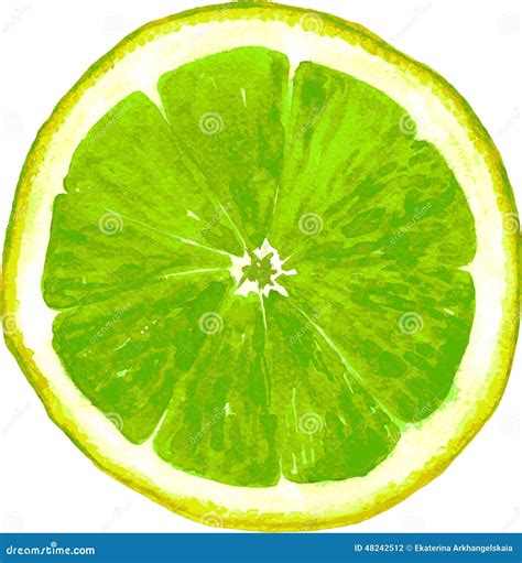 Slice Of Lime Drawing By Watercolor Stock Vector Illustration Of