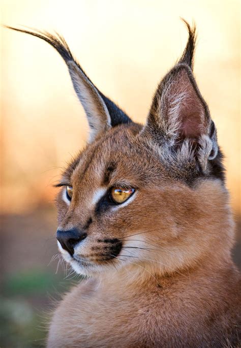 Portrait Of A Stunning Caracal Love Those Long Black Ear Tufts The