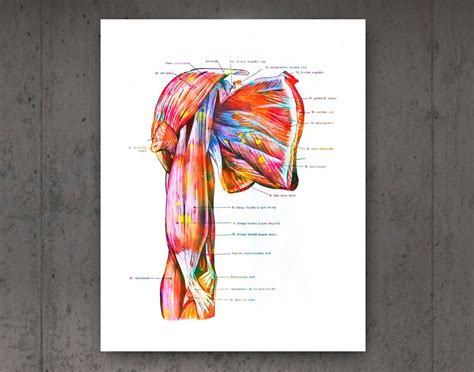 Human Muscular System Anatomy Posters Muscles Structure Print Etsy