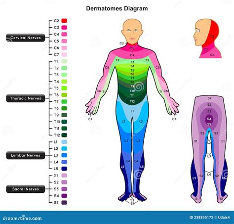 Dermatomes Diagram Infographic Stock Vector Illustration Of Dermatome The Best Porn Website