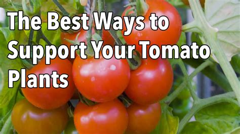 Everyone, it seems has a secret trick for getting the best tomatoes. How To Support Tomato Plants In A Greenhouse