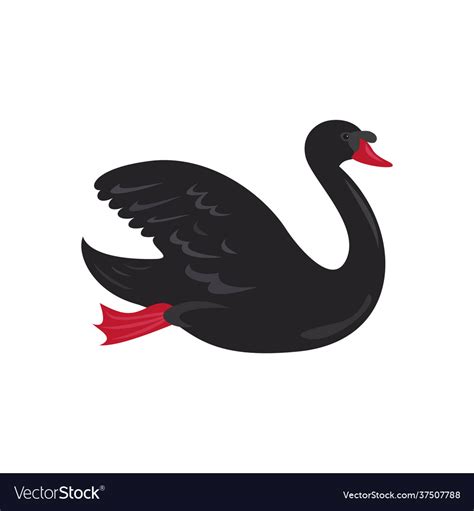 Cute Black Swan On White Background Royalty Free Vector