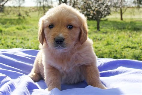The cost to buy a golden retriever varies greatly and depends on many factors such as the breeders' location, reputation, litter size, lineage of the puppy, breed popularity (supply and demand), training, socialization efforts, breed lines and much. Golden Retriever Puppies For Sale | Chevromist Kennels ...
