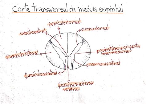 Medula Espinal Corte Transversal