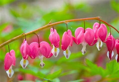 Bleeding Heart Flower Meaning And Growing Tips Floraqueen En