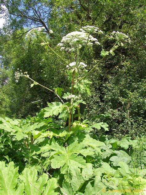 Image Collection Of Wild Vascular Plants Heracleum Sosnowskyi