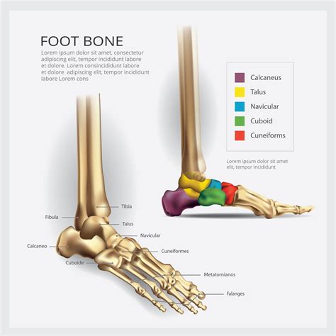 Human Foot Bone Structure Foot Bones Anatomy Right Physiology Choose