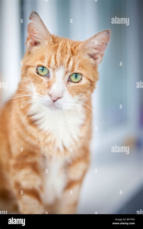 Ginger Tabby Cat With Green Eyes Shot Face On With Clarity In The